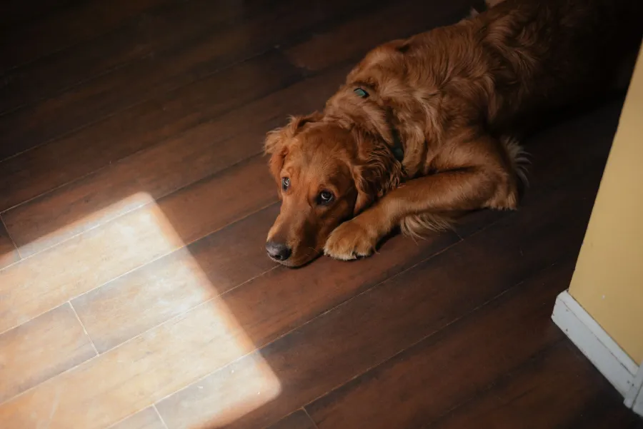 Golden retriever lying on a walnut-toned wood floor in a patch of sun